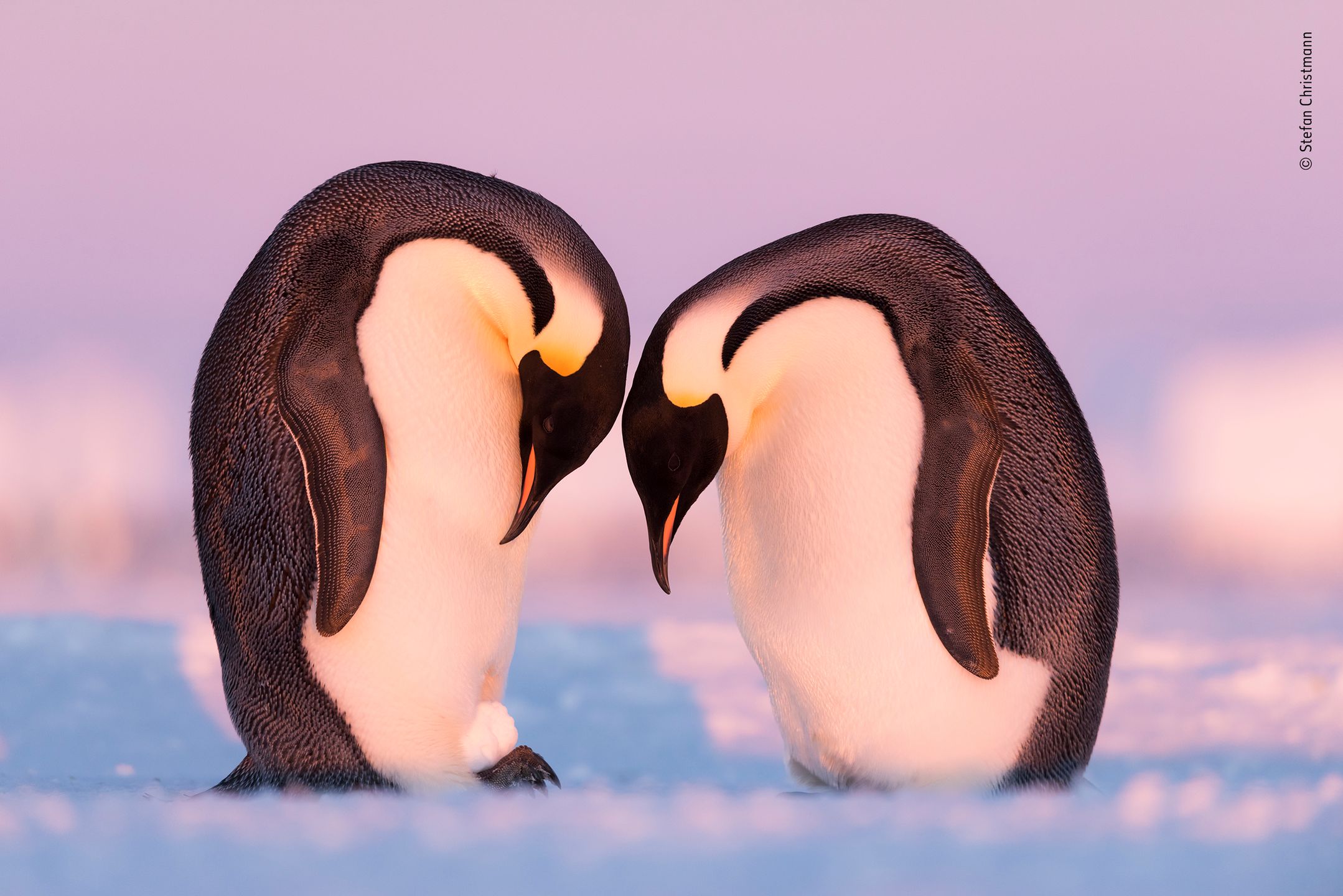 Finaliści nagrody publiczności w konkursie Wildlife Photographer of the Year 2019 6