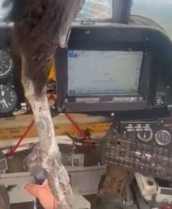 Ptak rozbił szybę w kokpicie. Pilot spokojnie leciał dalej