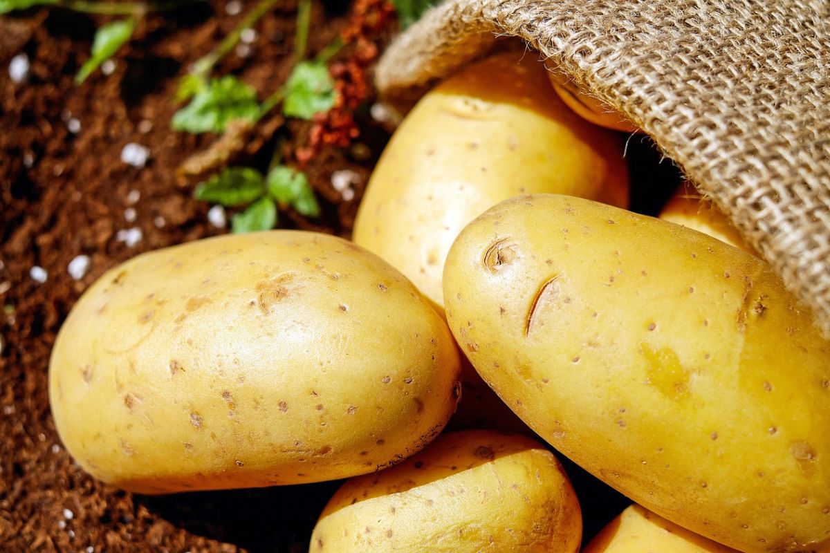 W których ziemniakach wykryto pestycydy? 