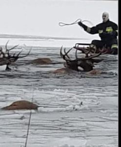 Zachodniopomorskie. Pod stadem jeleni załamał się lód. Wielu zwierząt nie udało się uratować