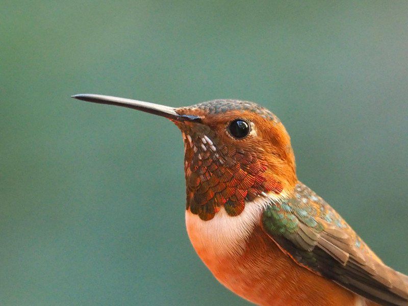 Melanie Barboni jest prawdziwą zaklinaczką kolibrów. Sfotografowała ich ponad 200! 7