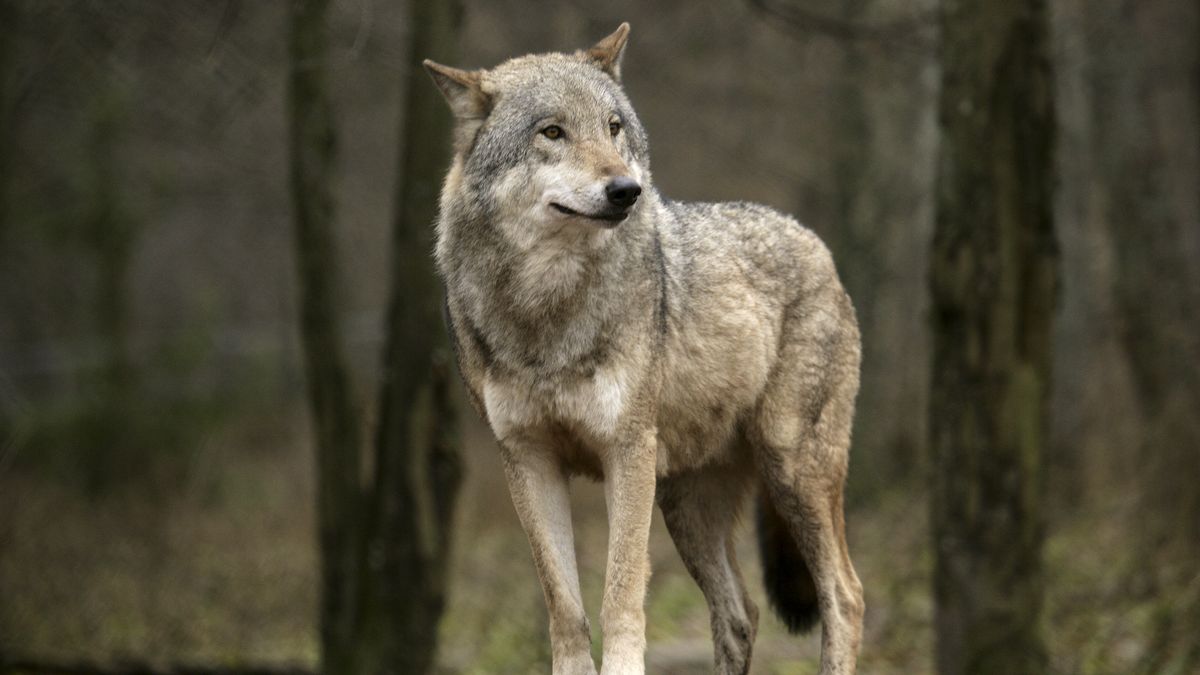Naukowcy alarmują. Populacja wilków wciąż zbyt mała.