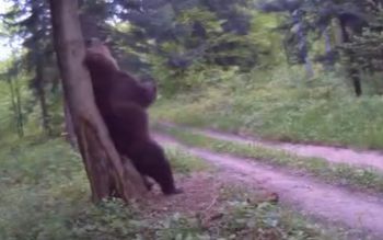 Leśnicy pokazali nagranie. "Zaczęło się". Oto co robił niedźwiedź