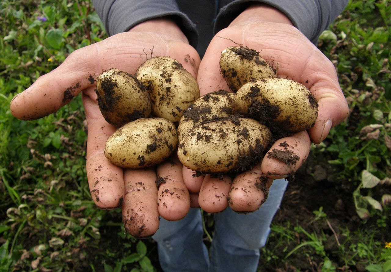 Sprawdzili, co jest w ziemniakach z Biedronki i Lidla. Oto wyniki