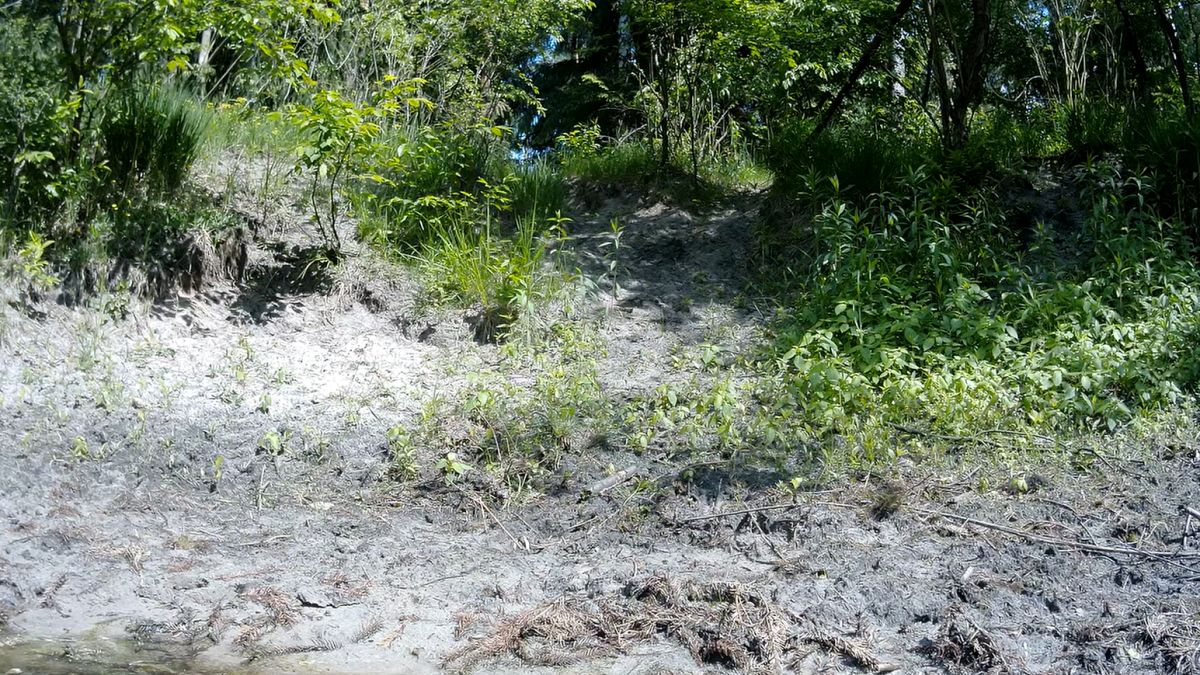 Nagranie z fotopułapki. Trzeba mieć bystre oko, by dostrzec węża