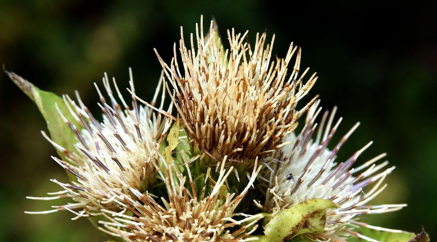 Czarcie żebro to ostrożeń warzywny (łac. Cirsium oleraceum), roślina z rodziny astrowatych, to po prostu oset.