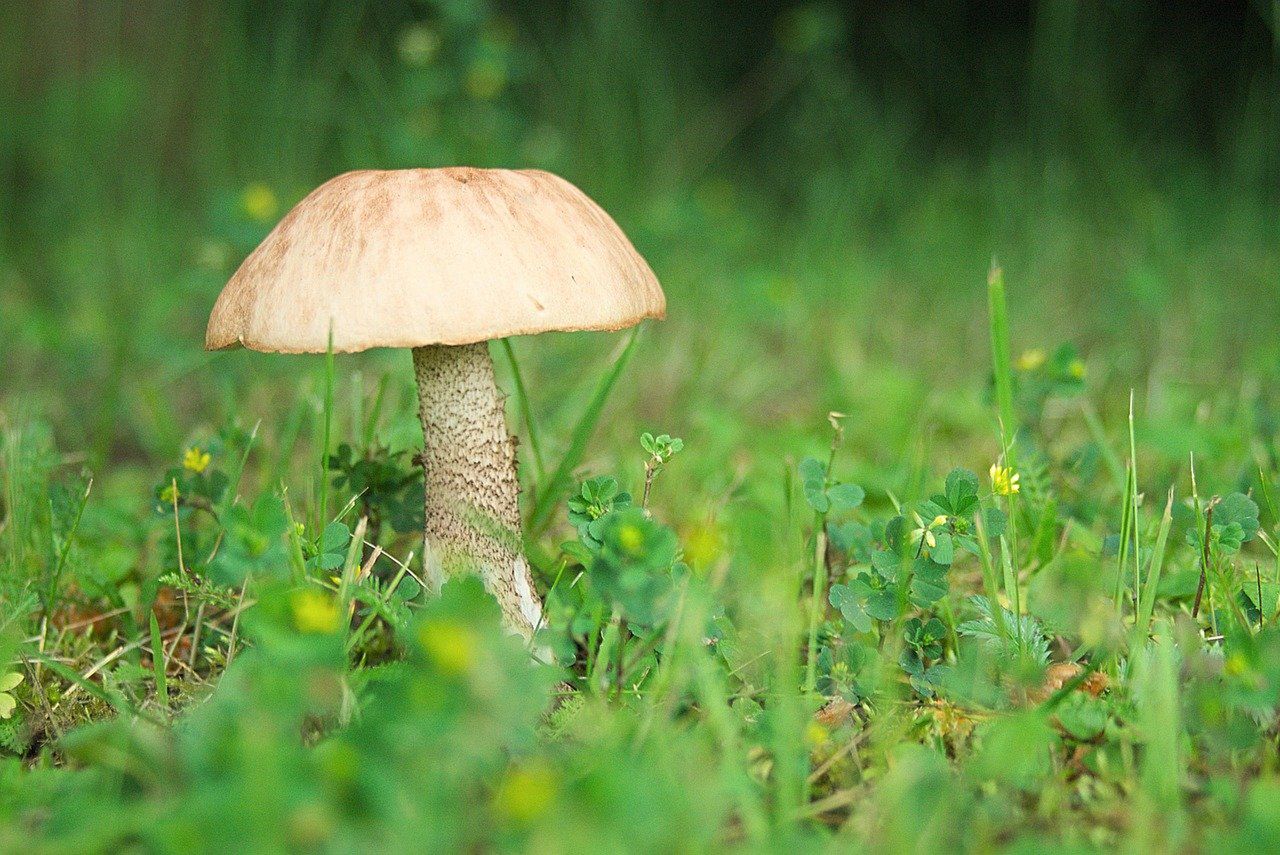 Goryczak żółciowy ma biały miąższ, który po przekrojeniu barwi się na różowo