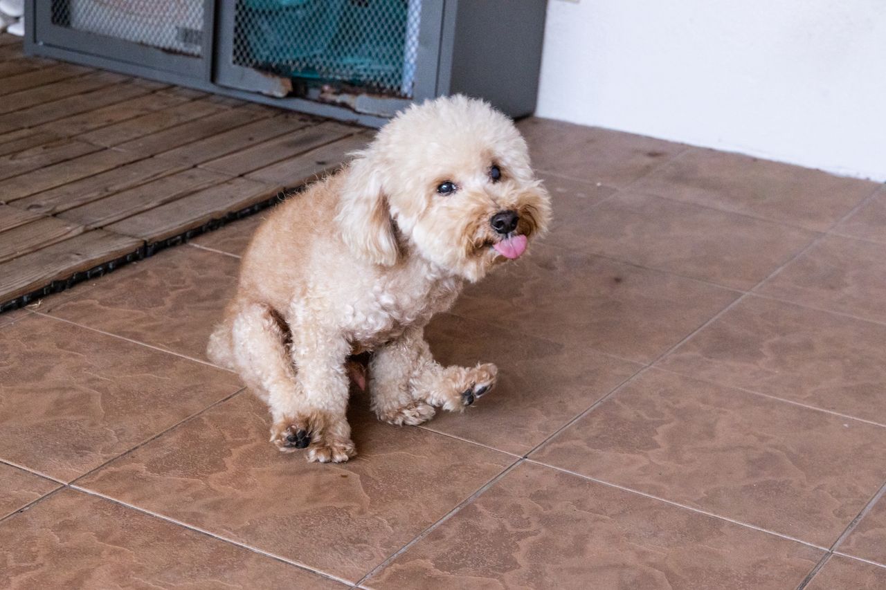 Dlaczego pies "saneczkuje"?