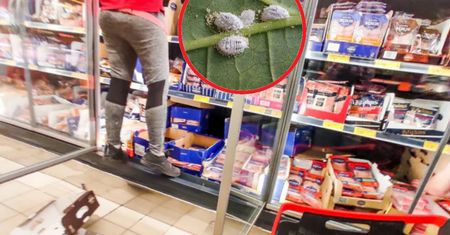 Zawierają robaki. Rozpoznasz po kodzie