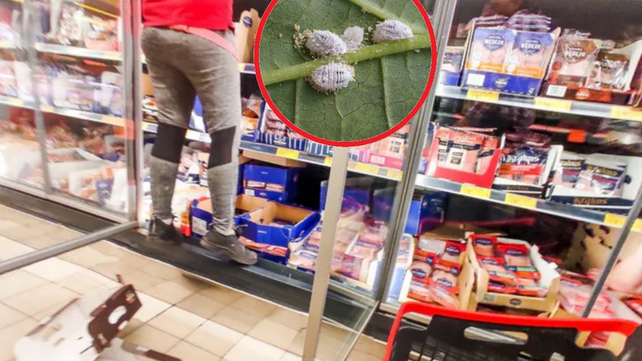 Supermarket