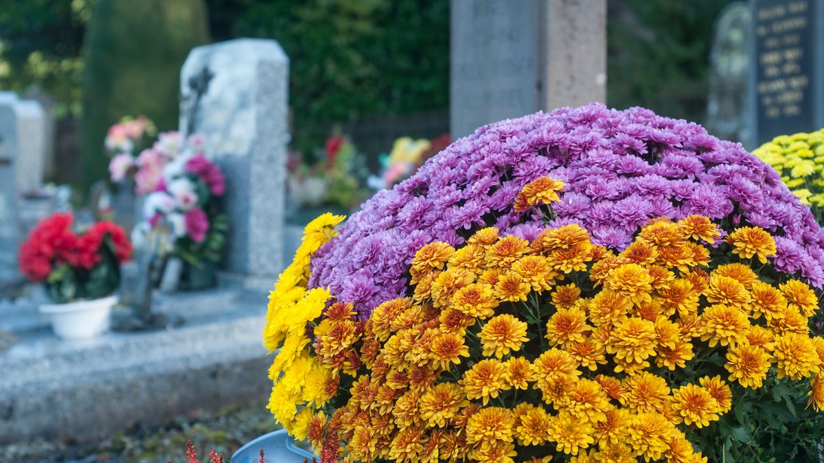colorful chrysanthemums flowers in the cemetery
closeup of colorful chrysanthemums flowers in the cemetery
Neydtstock
closeup, blooming, floral, white, orange, mums, multicolor, macro, flora, texture, garden, fall, colorful, beautiful, background, ground, toussaint, deason