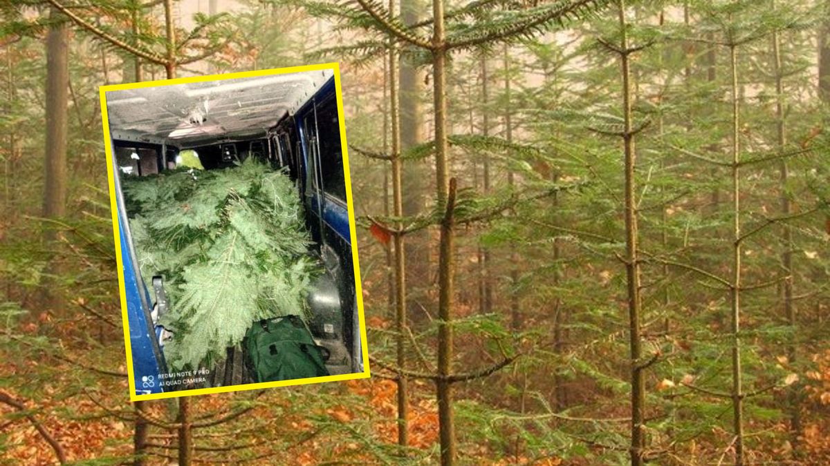 Leśnicy apelują o świadome kupowanie wieńców i wiązanek oraz innych elementów dekoracyjnych na bazie stroiszu.