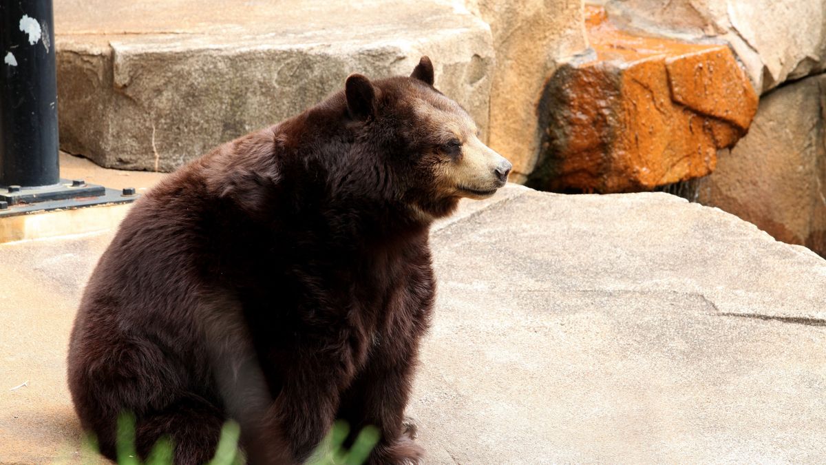 Niedźwiedź postanowił zrobić sobie drzemkę w ogrodowym basenie