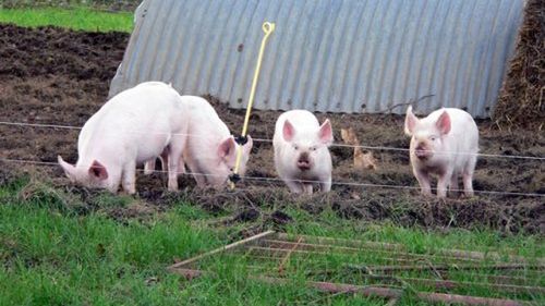 Bioplastik ze świńskiego moczu 1