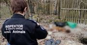 Stara Huta. Znaleziono ponad 100 szczątków psów