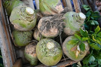 Pozwalała uniknąć głodu. Dziś mało kto nawet zna jej nazwę