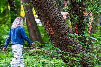 Hel: Cypel pod pozorną ochroną? Inwestor wytnie kilkaset drzew