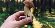 Kiedy wysyp grzybów w lasach? Eksperci wskazują datę