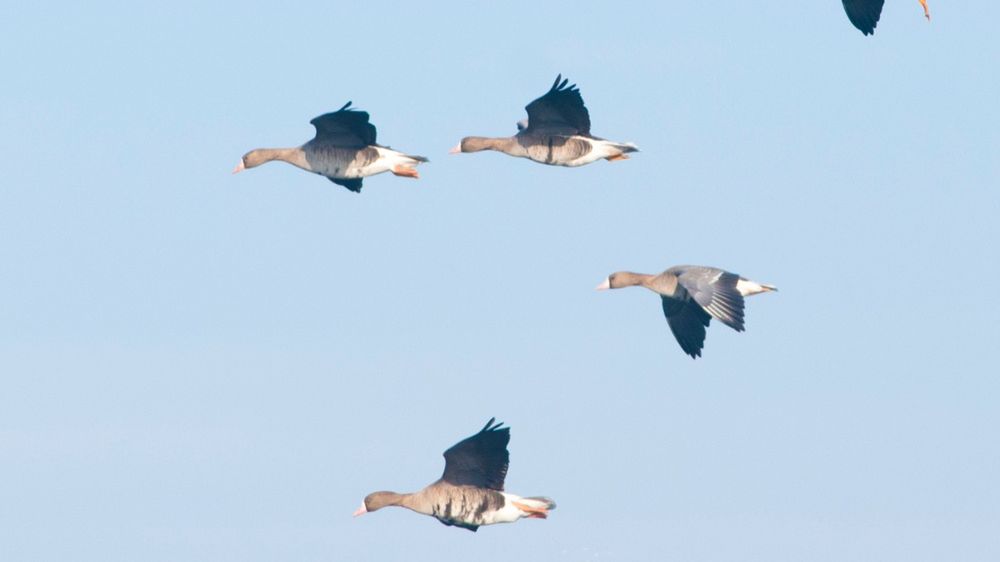 Stada ptaków nad Polską. Tych gęsi wcześniej tu nie widziano