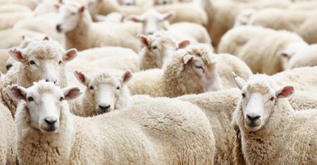 14 tys. owiec utknęło na statku w Australii