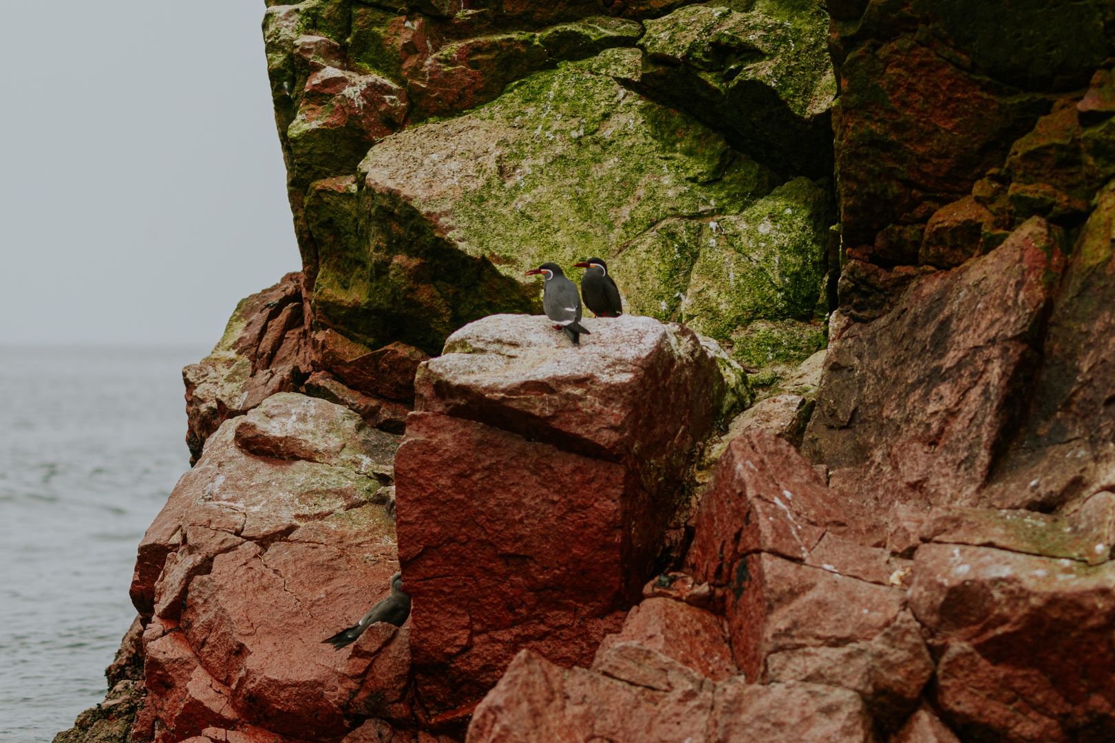 Pingwiny Humboldta na Wyspach Ballestas