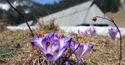 Pierwsze krokusy w Dolinie Chochołowskiej