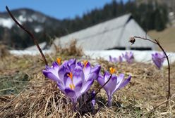 Pierwsze krokusy w Dolinie Chochołowskiej