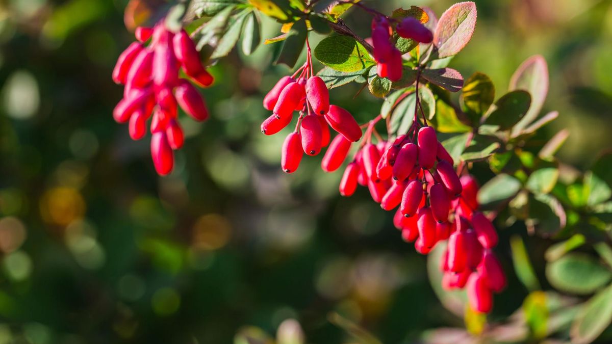 Owoce berberysu od dawna były znane w medycynie ludowej. 