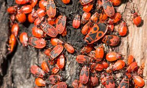 Pojawiają się masowo. Najgorsze, co możesz zrobić, gdy je spotkasz