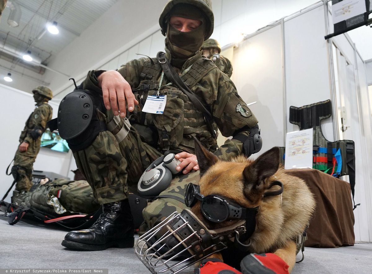 Psy służące w Wojsku Polskim mogą dostawać stopnie wojskowe 