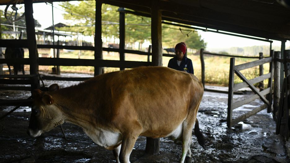 BRASILIA, BRAZIL - MAY 27: A man milks cows on a farm near Brasilia. Brazil, Brasilia, May 27, 2022. (Photo by Mateus Bonomi/Anadolu Agency via Getty Images)