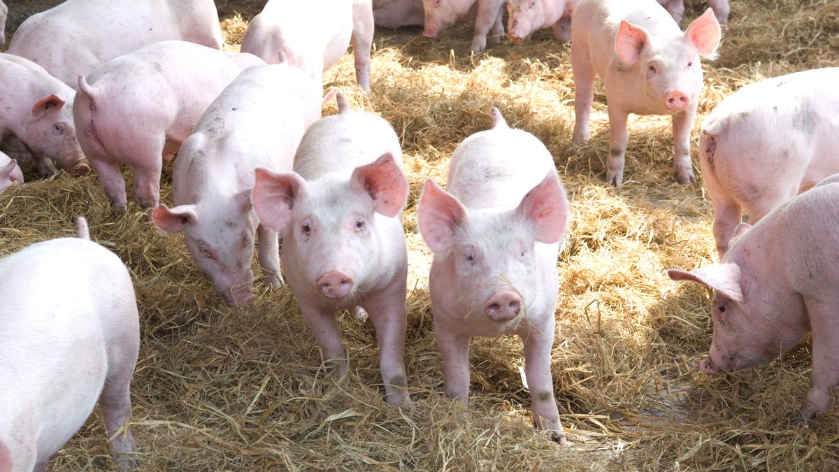 Trzoda chlewna, świnie, hodowla świń