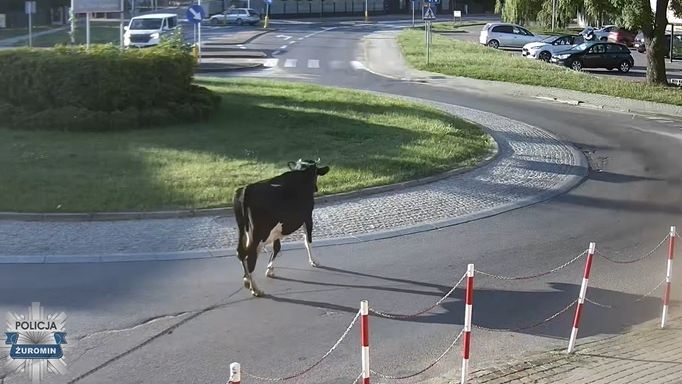 Krowa w wielkim mieście