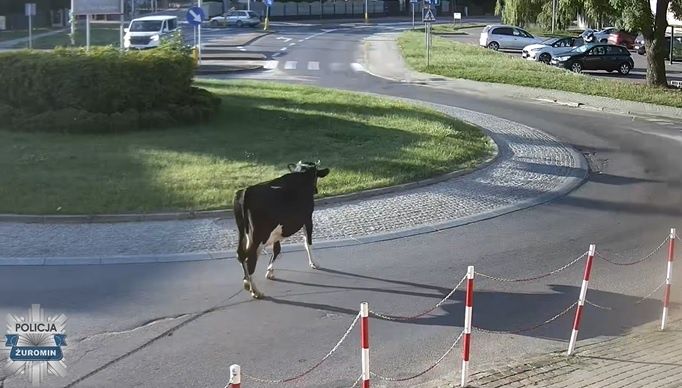 Krowa uciekła i spacerowała ulicami Żuromina. Policja odprowadziła ją do właściciela!