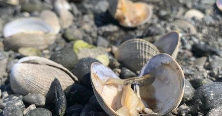 Skorupiaki ugotowały się żywcem na plaży. Fala upałów w Kanadzie