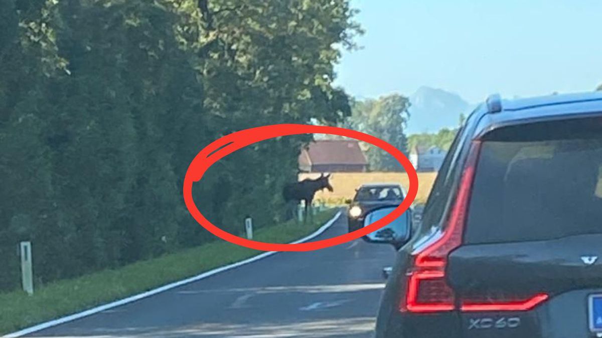 Łoś Emil zostaje w Austrii. Władze rezygnują z planów uśpienia p