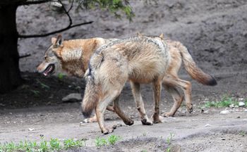 Wilki na Kaszubach i w Borach Tucholskich. Czy trzeba się ich obawiać?