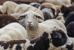 Owce na gigancie w Wielkiej Brytanii. Uciekły z rzeźni na ulice