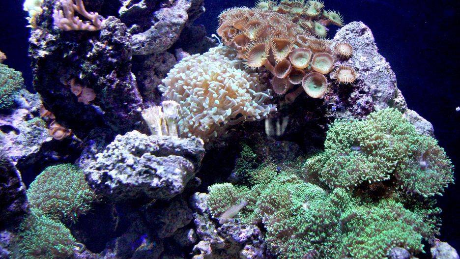 Przewożenie przez granicę kawałków rafy koralowej jest nielegalne