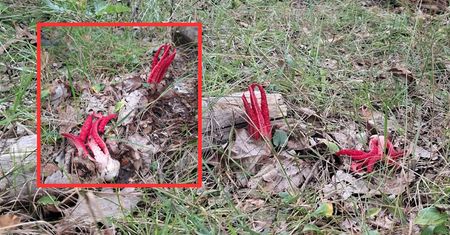 "Palce diabła". Taki grzyb w polskim lesie. "Jest na mojej liście marzeń"