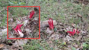 "Palce diabła". Taki grzyb w polskim lesie. "Jest na mojej liście marzeń"