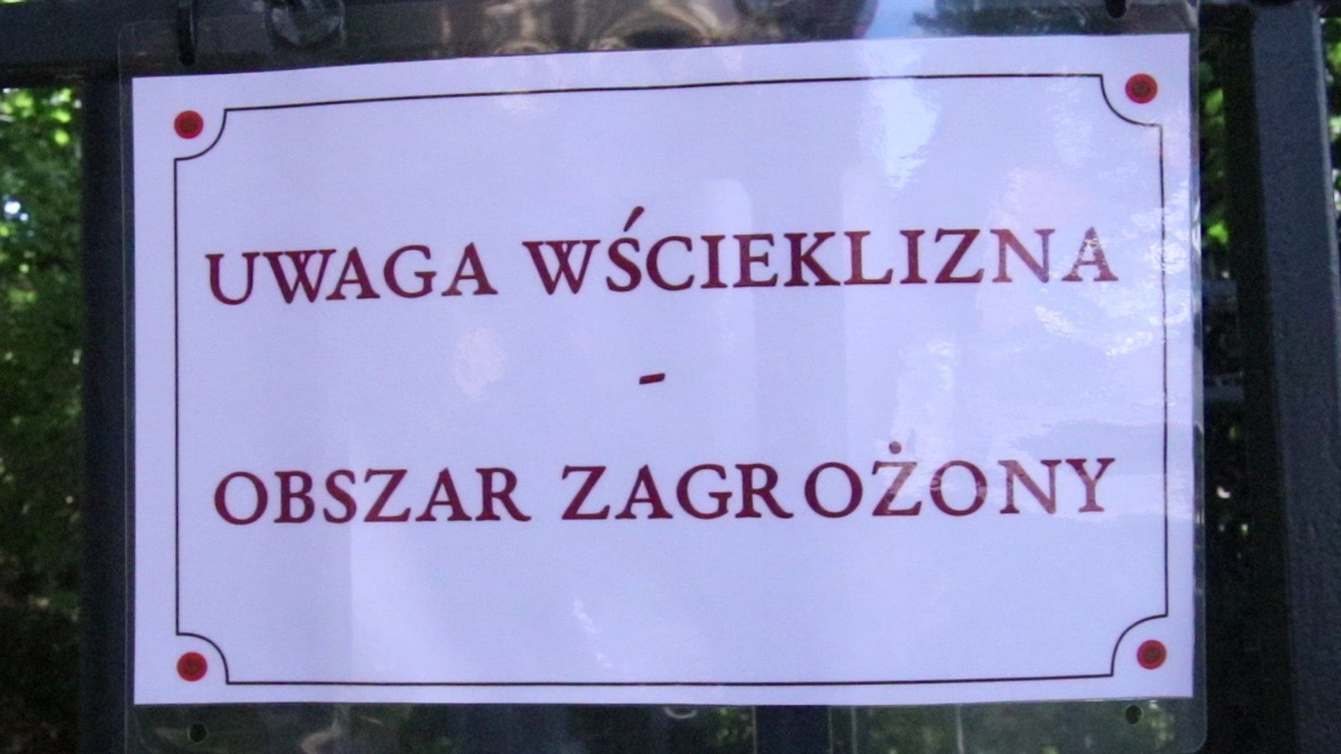 Wścieklizna w Gnieźnie. Wyznaczono obszar zagrożony!