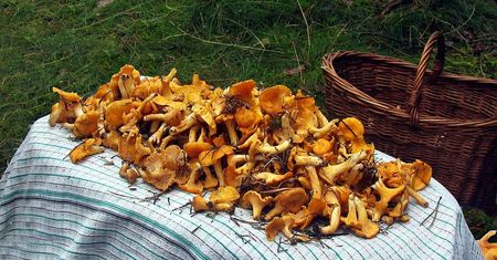 Wysyp grzybów coraz bliżej? Te regiony mogą być najbardziej obfite