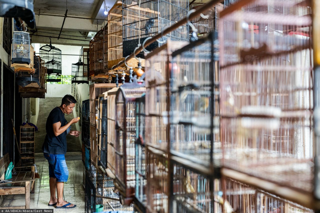 Thailand cracks down on wildlife traffickers, saves over 1,100 rare animals