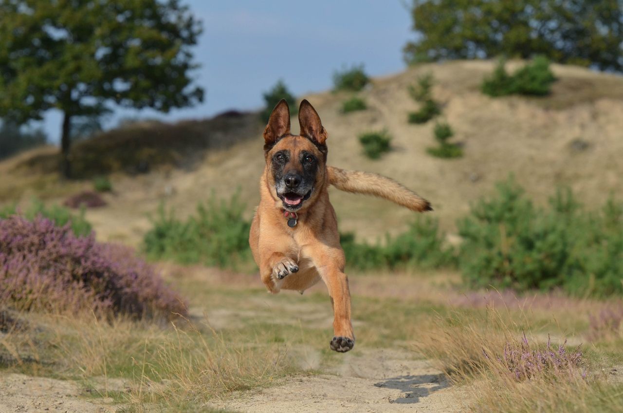 Belgian Malinois named smartest breed in comprehensive Finish study on canine intelligence