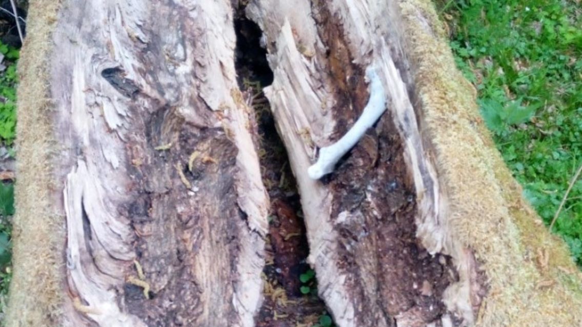 W pień drzewa wrosła kość 