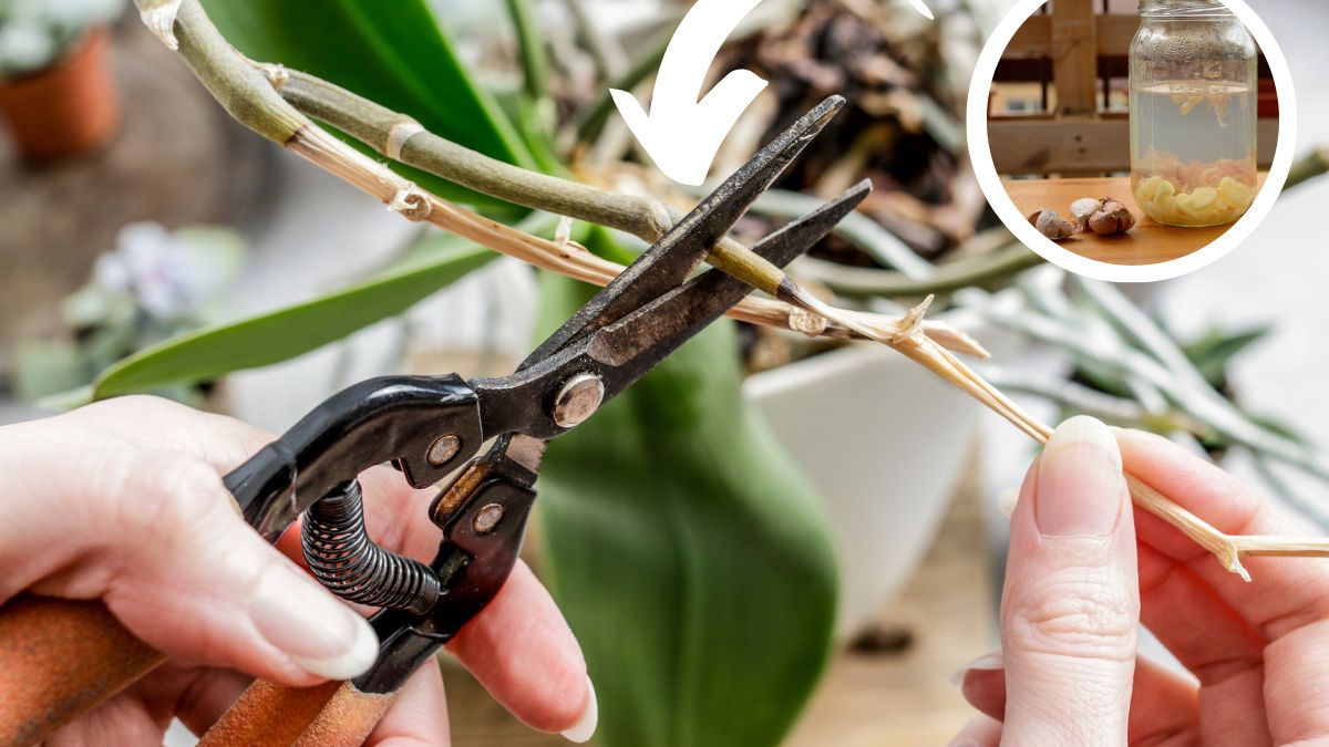 Jak wzmocnić storczyki domowym sposobem?