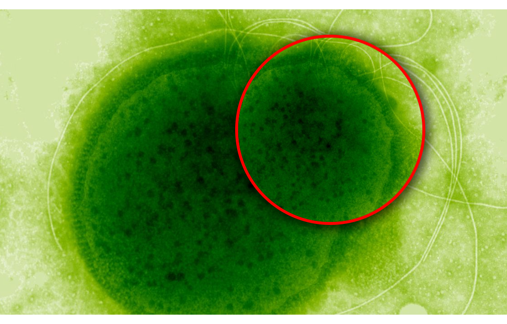 Mikroorganizm z głębin. Znosi dawki promieniowania zabójcze dla ludzi