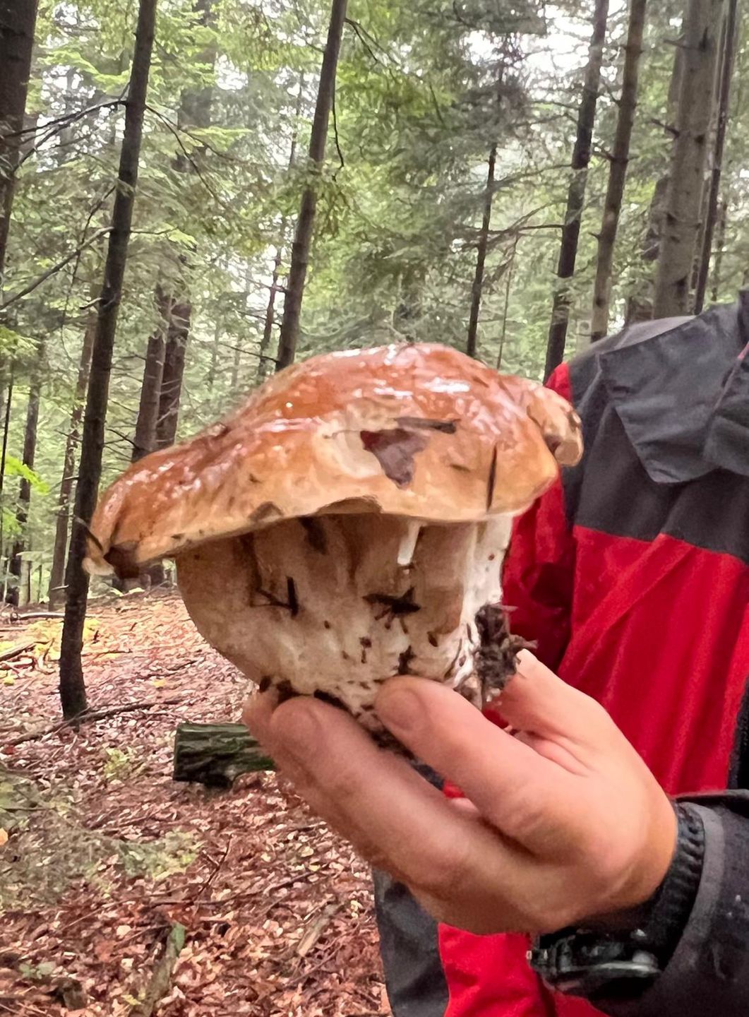 Niezwykły borowik z siedemnastoma nóżkami.