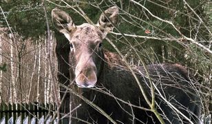 Radni chcą strzelania do łosi. Zagłosowali za zniesieniem zakazu